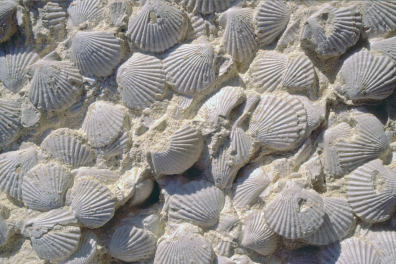 Bivalves fossiles en banc (Chlamys sp.)